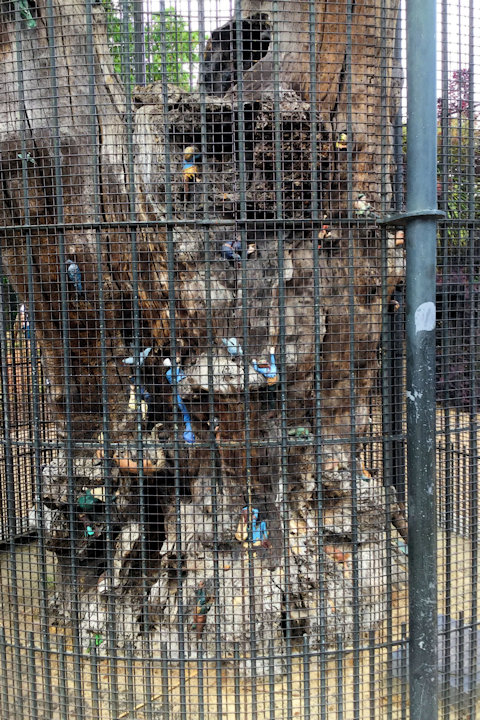 227 Elfin Tree photograph